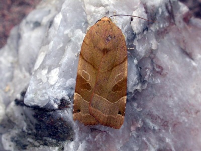 broad-bordered yellow underwing (Noctua fimbriata) Kenneth Noble